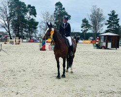 jumper Monte Bella 3 (German Sport Horse, 2009, from Monte Bellini)