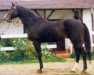 stallion Arcus xx (Thoroughbred, 1978, from Cross xx)