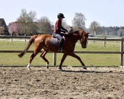 dressage horse Levin (Hanoverian, 2021, from Livaldon)