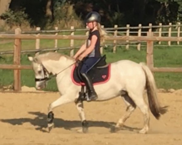 dressage horse Bonita 383 (Welsh-Pony (Section B), 2000)