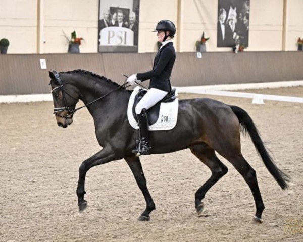 dressage horse Raffaello Rossi (Westphalian, 2019, from Rock Deluxe NRW)