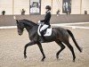 dressage horse Raffaello Rossi (Westphalian, 2019, from Rock Deluxe NRW)