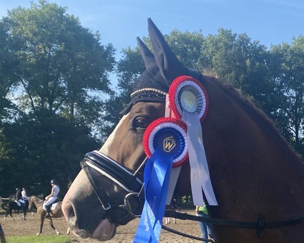 stallion Melli's Dior (German Riding Pony, 2018, from Da Vinci Hs)
