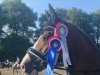 stallion Melli's Dior (German Riding Pony, 2018, from Da Vinci Hs)