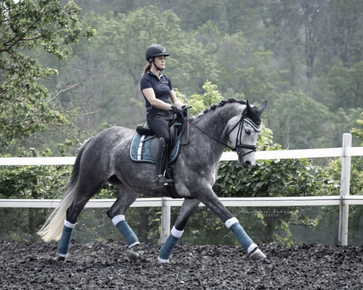 broodmare It's lovely WH (Trakehner, 2015, from Insterburg TSF)