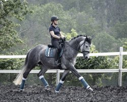 dressage horse It's lovely WH (Trakehner, 2015, from Insterburg TSF)