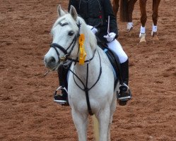 Springpferd Chicco Dafydd (Welsh Partbred, 1991, von Coxwold Dafydd)