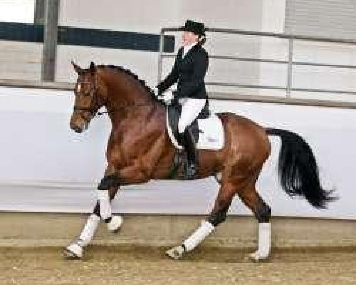stallion Tamango (Westphalian, 2007, from Tinka's Boy)