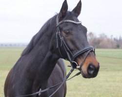 stallion Lastro 4 (Westphalian, 2001, from Laomedon)