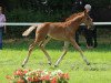 dressage horse Fandango (Westphalian, 2021, from First Deal)