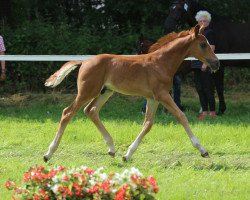 dressage horse Fandango (Westphalian, 2021, from First Deal)