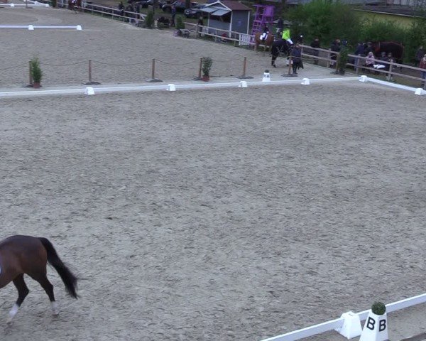 Reitturnier Scharnebeck 2025
