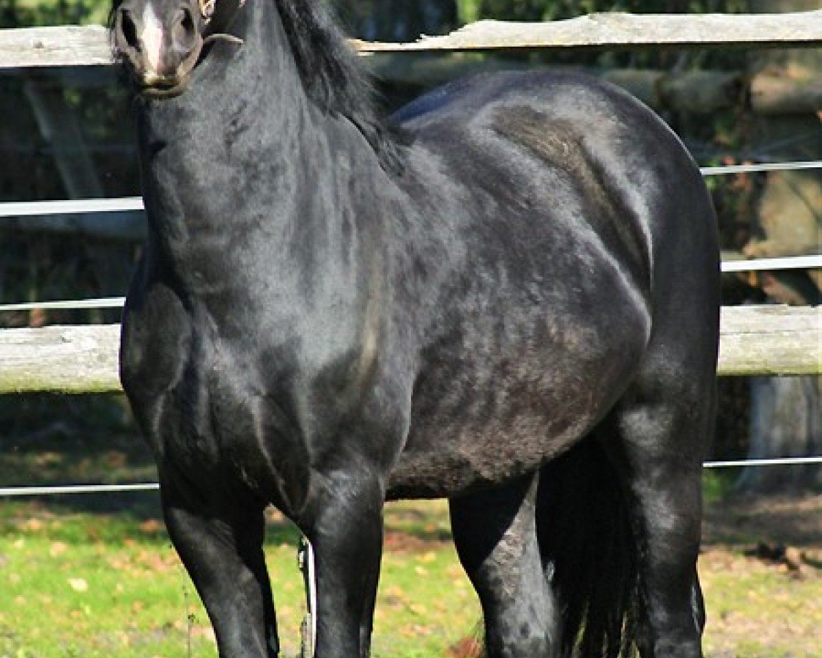 horse Arvalon Armani (Welsh-Cob (Sek. D), 2006, from Cwmmaddoc Appollo)