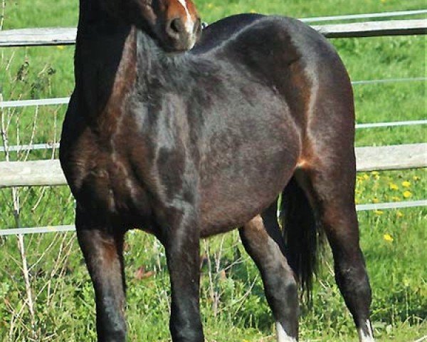 Pferd Arvalon Gigolo (Welsh-Cob (Sek. C), 2010, von Synod King Cole)