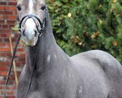 dressage horse Käpt'n Kaiman (German Riding Pony, 2016, from Kachunga)