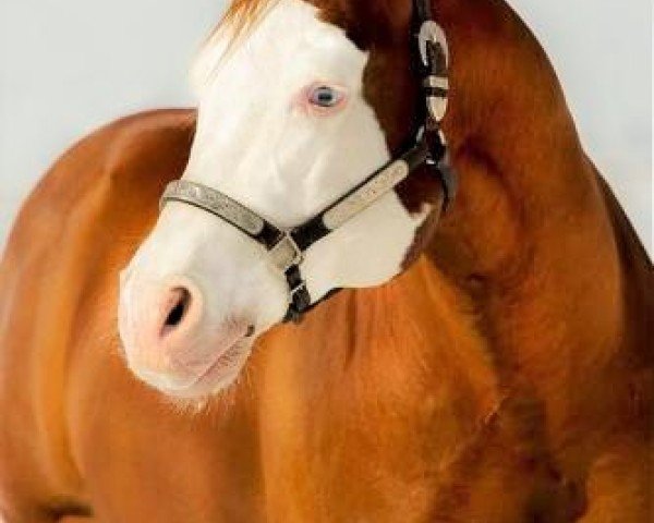 Deckhengst Gunnersaurus Rex (Paint Horse, 2002, von Colonels Smoking Gun)