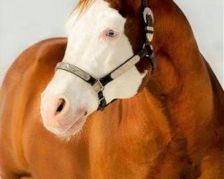Deckhengst Gunnersaurus Rex (Paint Horse, 2002, von Colonels Smoking Gun)
