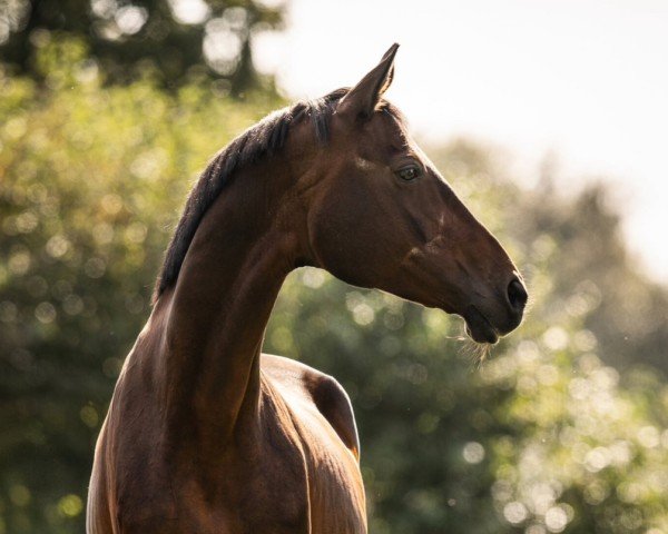 broodmare Damira (Trakehner, 2005, from Caprimond)