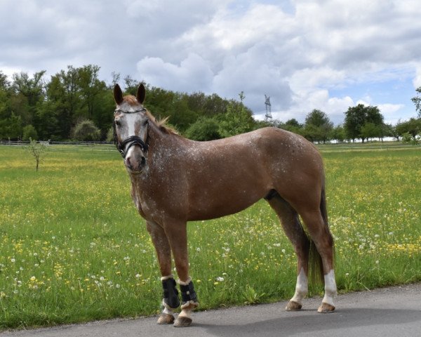 dressage horse Kai-Uwe (Appaloosa, 2012)