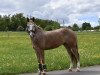 dressage horse Kai-Uwe (Appaloosa, 2012)