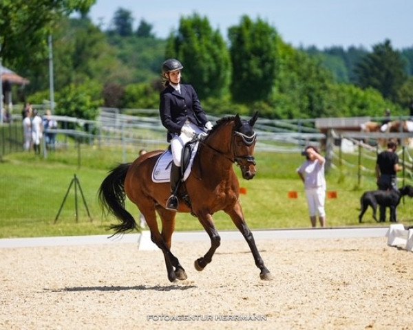 broodmare Stina 60 (Oldenburg, 2008, from Sorento OLD)