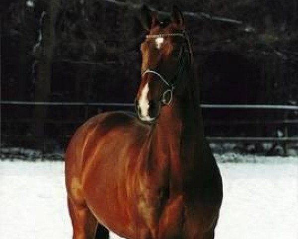 stallion Cres Kando (Oldenburg, 1989, from Corlando)