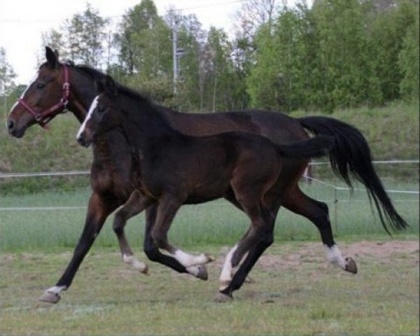 broodmare S-Lila (polish noble half-breed, 2010, from Ludger)