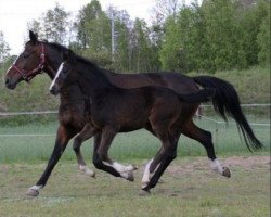 Zuchtstute S-Lila (Polnisches Warmblut, 2010, von Ludger)