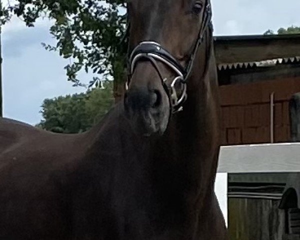 broodmare Titania 38 (Oldenburg, 2007, from Sandro Hit)