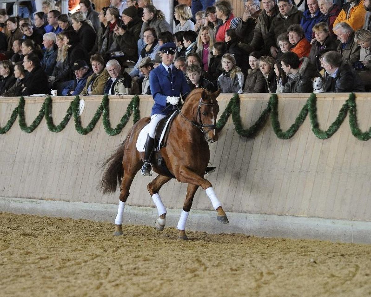 Deckhengst Locksley III (Hannoveraner, 2003, von Londonderry)