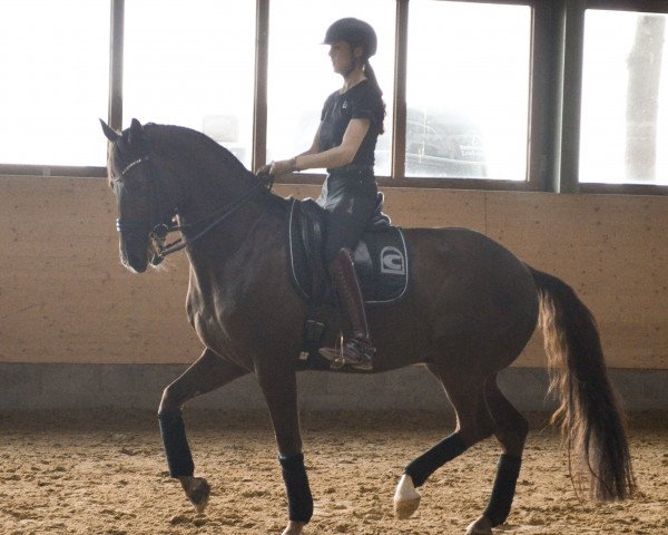 dressage horse Tiziano 43 (Oldenburg, 2013, from Totilas)