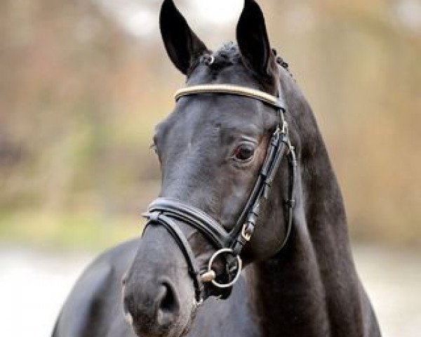 dressage horse Lord Laurie (Hanoverian, 2006, from Lord Loxley I)