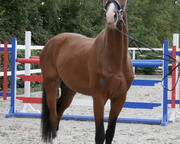 dressage horse Austin 19 (Holsteiner, 2021)