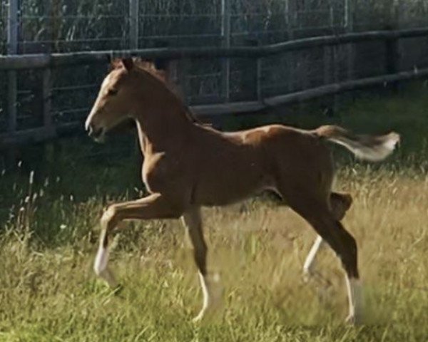 dressage horse Valdiano B (German Warmblood, 2021, from Valdiviani)