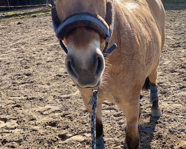 dressage horse Andie McDowell (unknown, 2013)