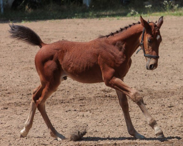 Springpferd C'est la Vie NK (Deutsches Sportpferd, 2023, von Coeur de Lion 14)