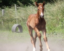 dressage horse Bronco (Hanoverian, 2021, from Brixton)