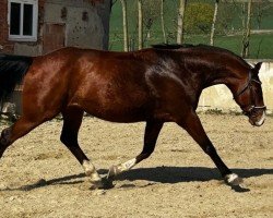 dressage horse Filou (German Sport Horse, 2018, from Fred Feuerstein)