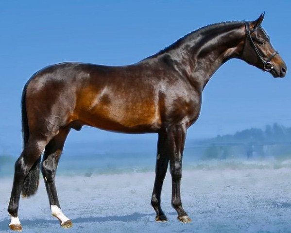 stallion Stoiber SN (Hanoverian, 2004, from Sandro Hit)