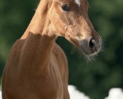 dressage horse Feenlicht (Westphalian, 2020, from Filou 2146)