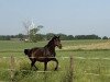 broodmare Betty L (Mecklenburg, 2012, from Blue Hors Bentley)