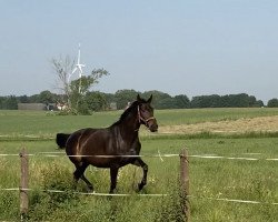 broodmare Betty L (Mecklenburg, 2012, from Blue Hors Bentley)