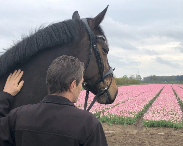 broodmare Descarada (Hanoverian, 2018, from Da Costa)