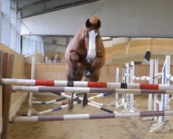 dressage horse Fairplay E (German Riding Pony, 2010, from For Kids Only)