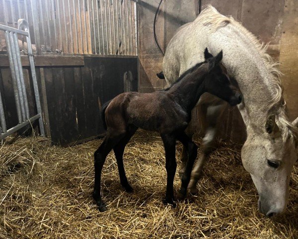 foal by Prada Padora (Mecklenburg, 2025, from Paddington 82)
