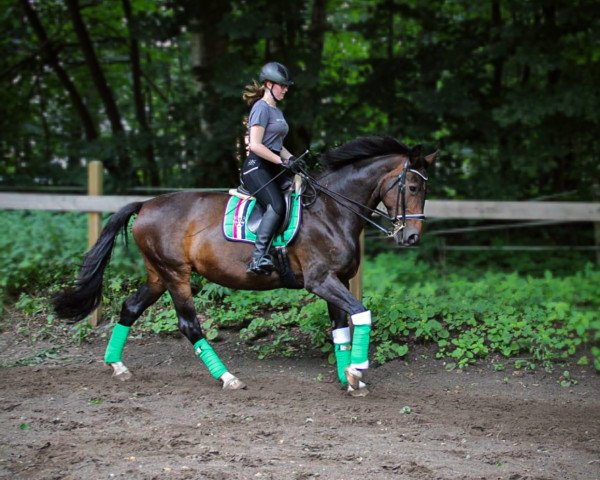 dressage horse Shayana (Westphalian, 2004, from Santa Cruz)