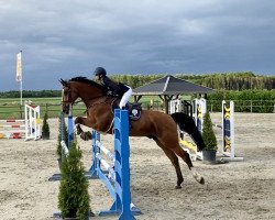 jumper Emre (KWPN (Royal Dutch Sporthorse), 2009, from Diabeau)