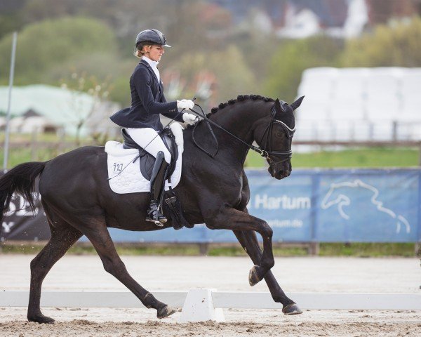 dressage horse Touch My Heart As (Westphalian, 2018, from Trafalgar)