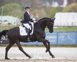 dressage horse Touch My Heart As (Westphalian, 2018, from Trafalgar)