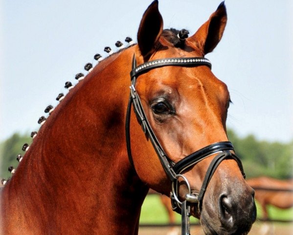 stallion Pikeur Lord Fauntleroy (Hanoverian, 2009, from Lord Pezi)